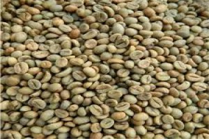 Gayo gren bean coffee (coffee gayo) from Indonesia
